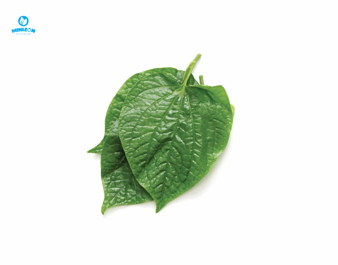 Lá lốt - Thực phẩm gây mất sữa Lá lốt - Thực phẩm gây mất sữa