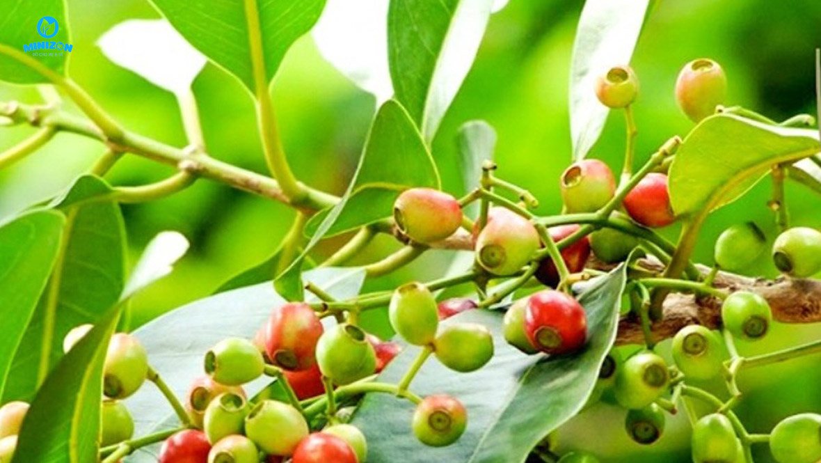 Mẹo dân gian để sữa về nhiều bằng lá vối Mẹo dân gian để sữa về nhiều bằng lá vối