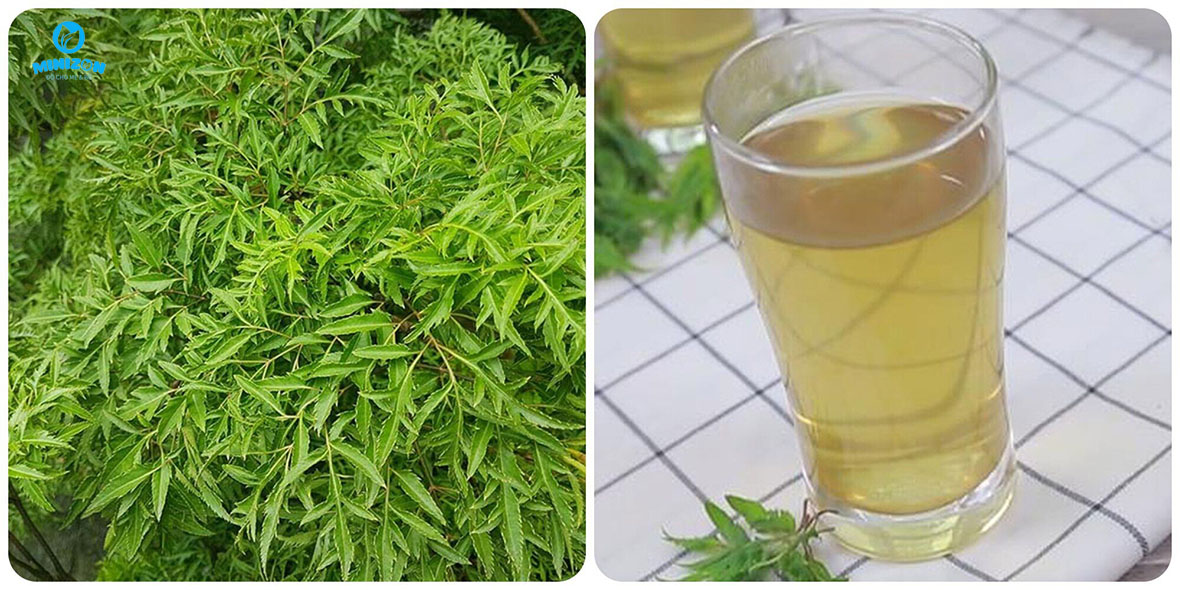 Mẹo dân gian giúp mẹ nhiều sữa bằng lá đinh lăng Mẹo dân gian giúp mẹ nhiều sữa bằng lá đinh lăng