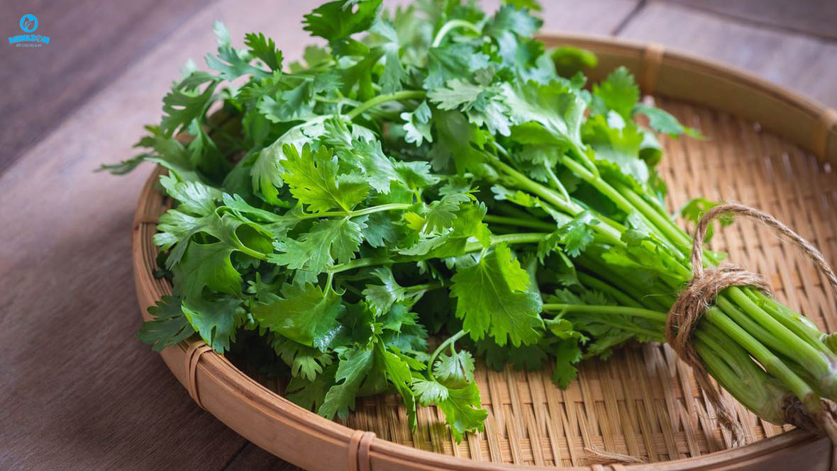 Mùi tây, mùi ta gây mất sữa Mùi tây, mùi ta gây mất sữa
