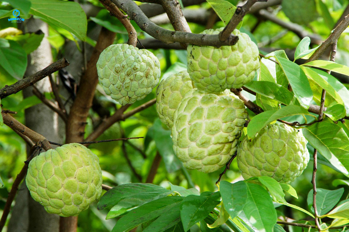 Quả na Quả na