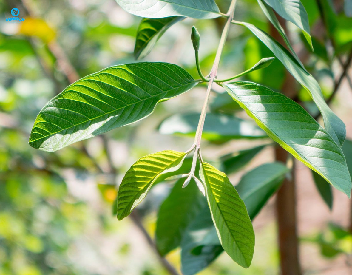 Trị hôi nách bằng lá ổi Trị hôi nách bằng lá ổi