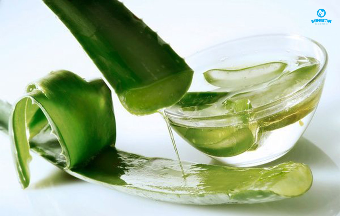 Lô hội giúp bé trị hăm Lô hội giúp bé trị hăm