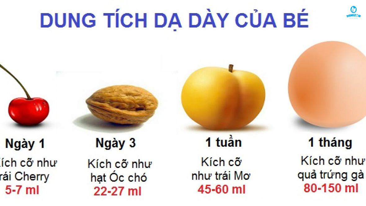 Kích thước dạ dày của trẻ sơ sinh Kích thước dạ dày của trẻ sơ sinh