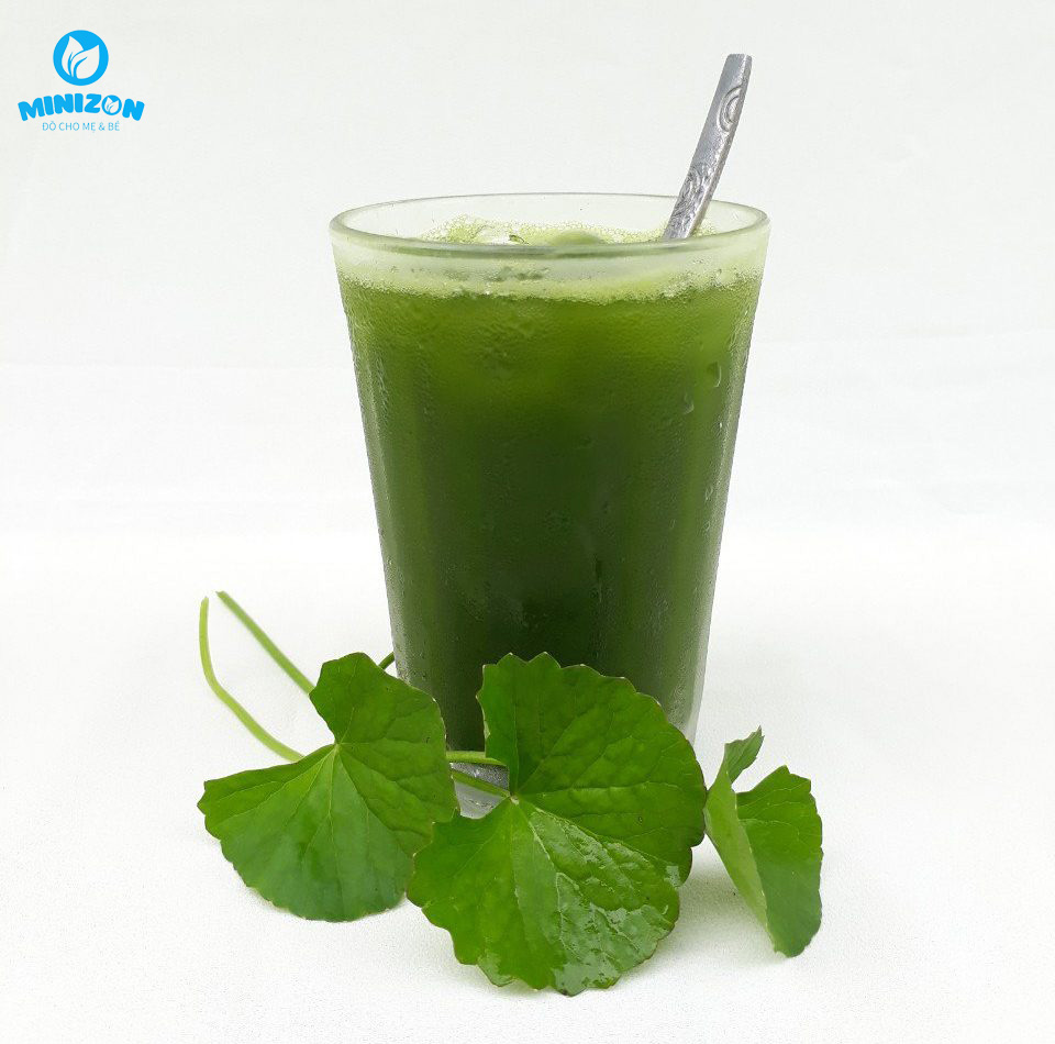Uống rau ma có lợi cho sữa của bà đẻ Uống rau ma có lợi cho sữa của bà đẻ