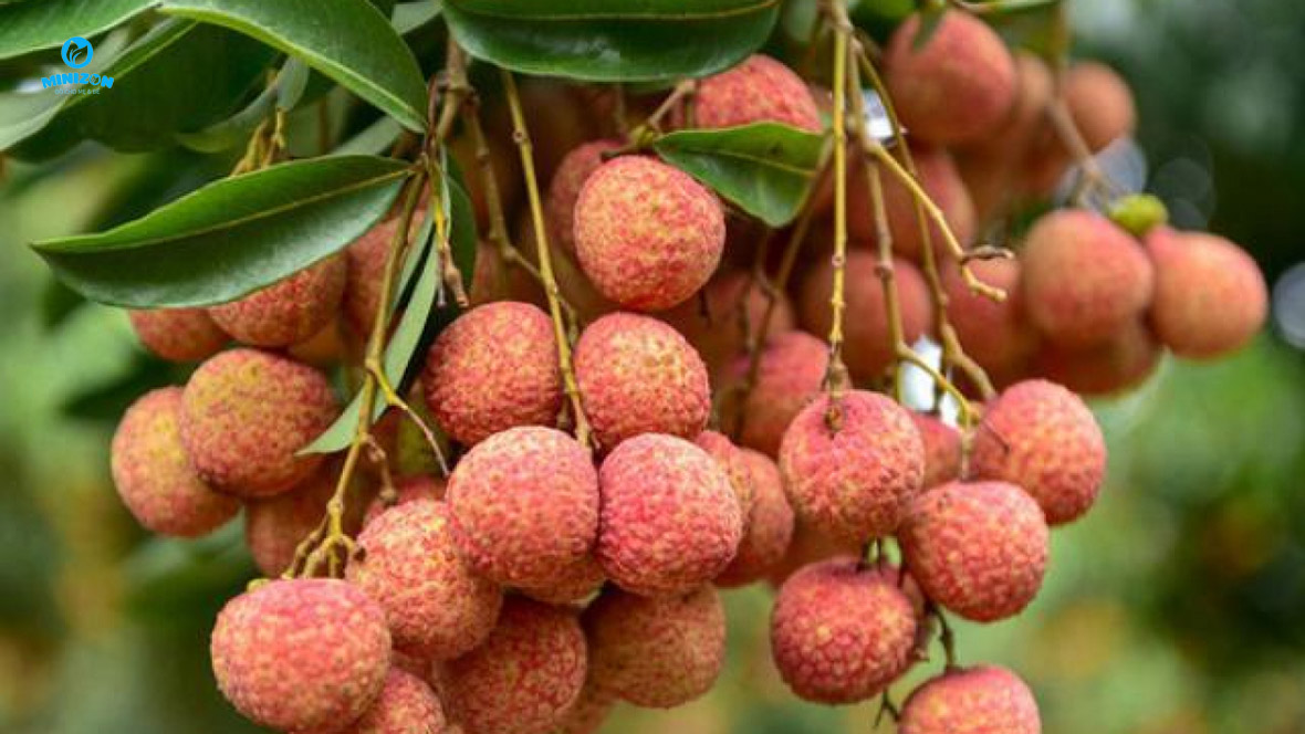 Phân tích từ chuyên gia