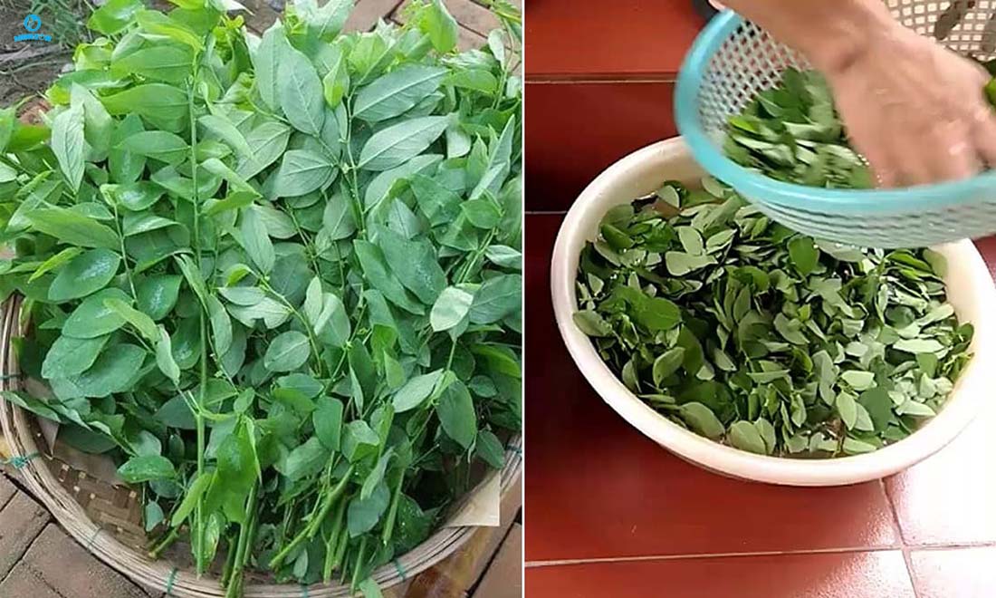 Rơ lưỡi bằng rau ngót Rơ lưỡi bằng rau ngót